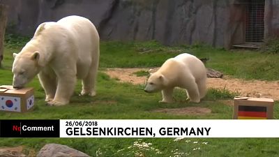 Oráculo dos ursos prevê empate entre Alemanha e Coreia do Sul