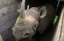 Relocation of black rhino after increase in new births 