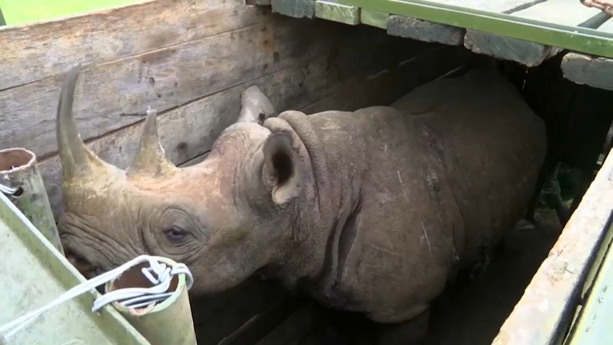 شاهد: نقل حيوانات وحيد القرن إلى محمية طبيعية جديدة في كينيا 