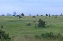 Sayıları giderek azalan siyah gergedanlar için Kenya'da yoğun çaba