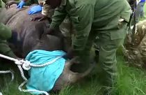 Költöznek az orrszarvúak Kenyában