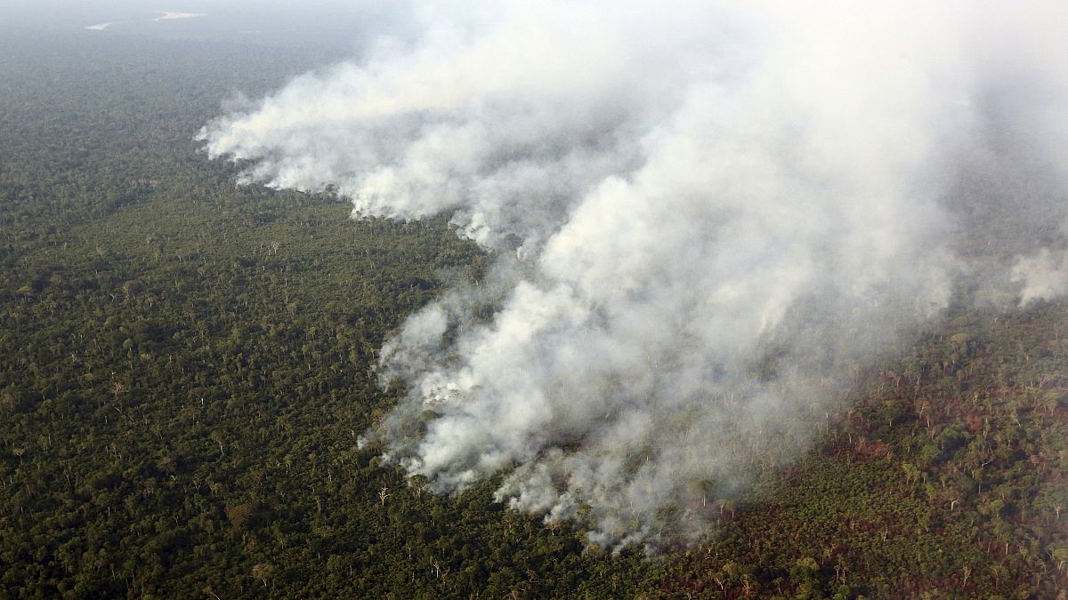 2017'de 15 milyon hektar ormanlık alan yok edildi