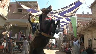 شاهد: فن الفروسية ببراعة راكبة خيول مصرية