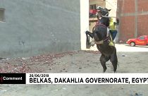 Танцующая лошадь