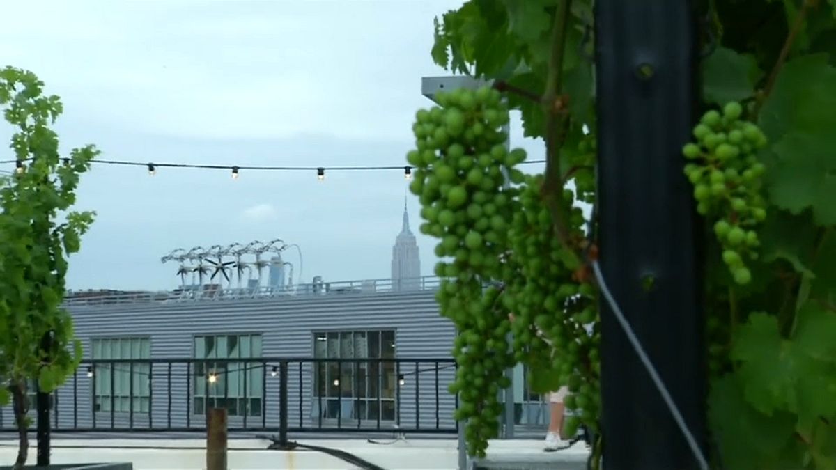 New Yorker bauen Wein auf den Dächern Brooklyns an