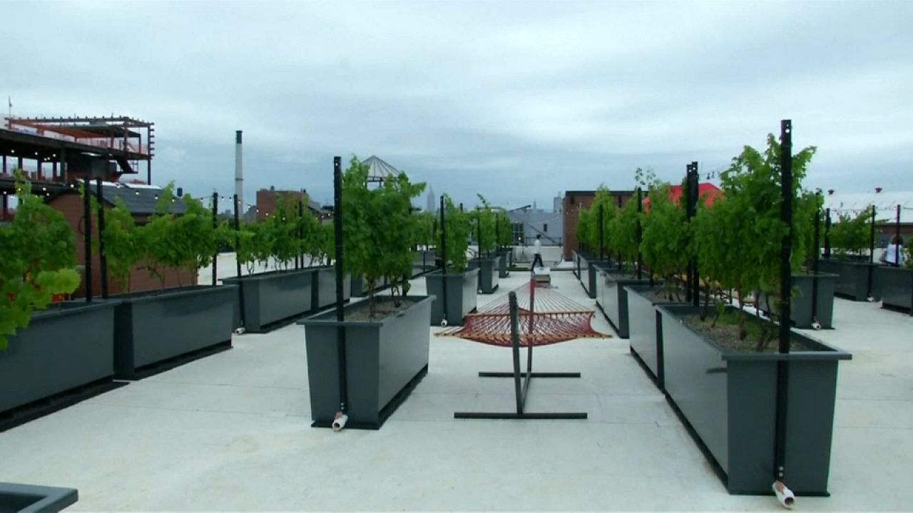 Du vin 100% New-yorkais