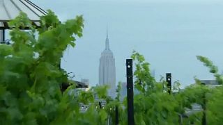 Un viñedo en los tejados de Nueva York
