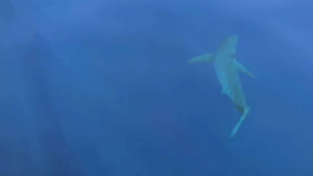 Μεγάλος λευκός καρχαρίας νότια των Βαλεαρίδων