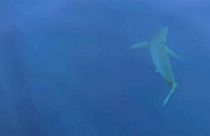 Μεγάλος λευκός καρχαρίας νότια των Βαλεαρίδων