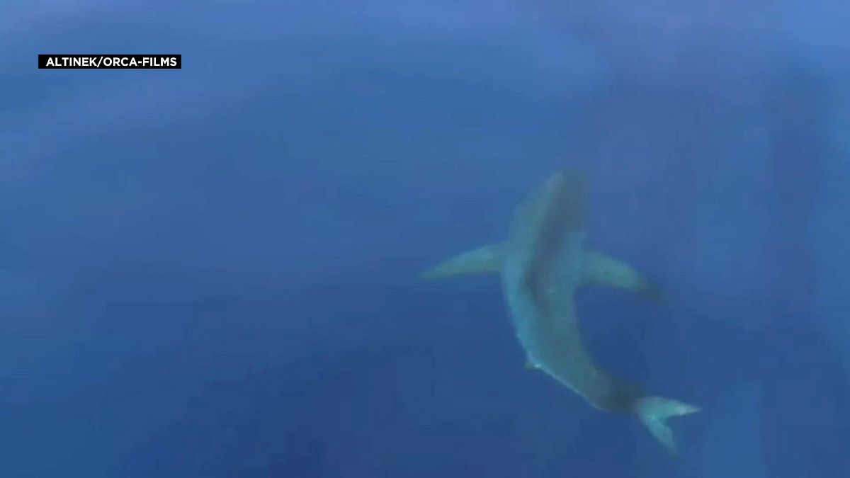 The Great White shark spotted off the coast of Mallorca