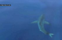 Un tiburón blanco en las islas Baleares