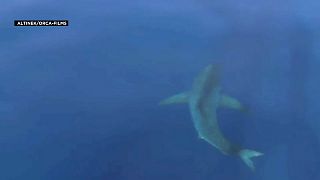Un tiburón blanco en las islas Baleares