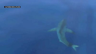 Un tiburón blanco en las islas Baleares 