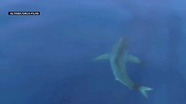 Un tiburón blanco en las islas Baleares Un tiburón blanco en las islas Baleares