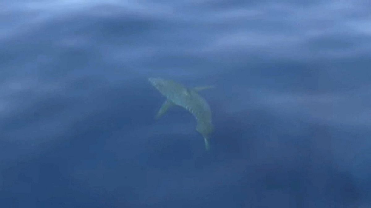 Avistado tubarão branco nas Baleares 