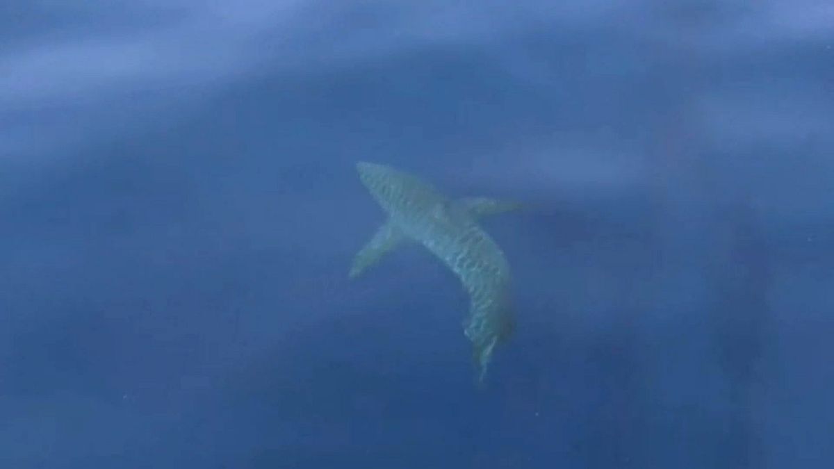 Большая белая акула у испанских берегов