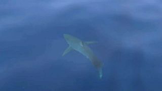 Un grand requin blanc au large des Baléares