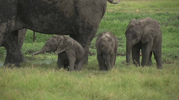 Zwillingsnachwuchs im Elefantenreservat Zwillingsnachwuchs im Elefantenreservat
