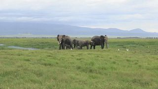 Rare twin elephant calves have been born at Amboseli National Park, Kenya 