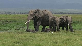 ولادة نادرة لتوأم من الفيلة في كينيا