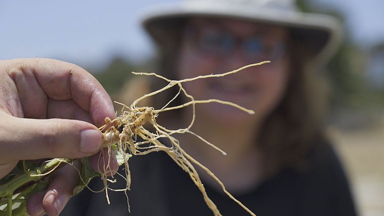 How to produce a bigger biodiversity of corn crops? How to produce a bigger biodiversity of corn crops?