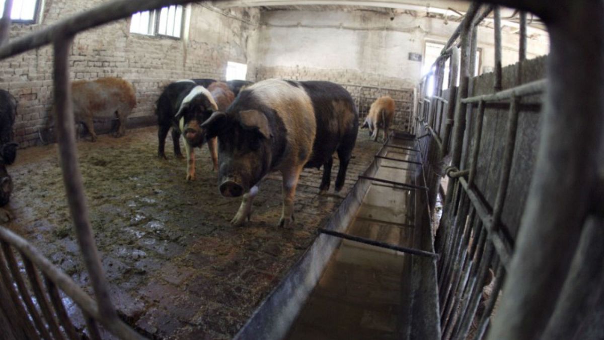 مزرعة للخنازير بالقرب من العاصمة الرومانية بوخارست