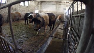 مزرعة للخنازير بالقرب من العاصمة الرومانية بوخارست