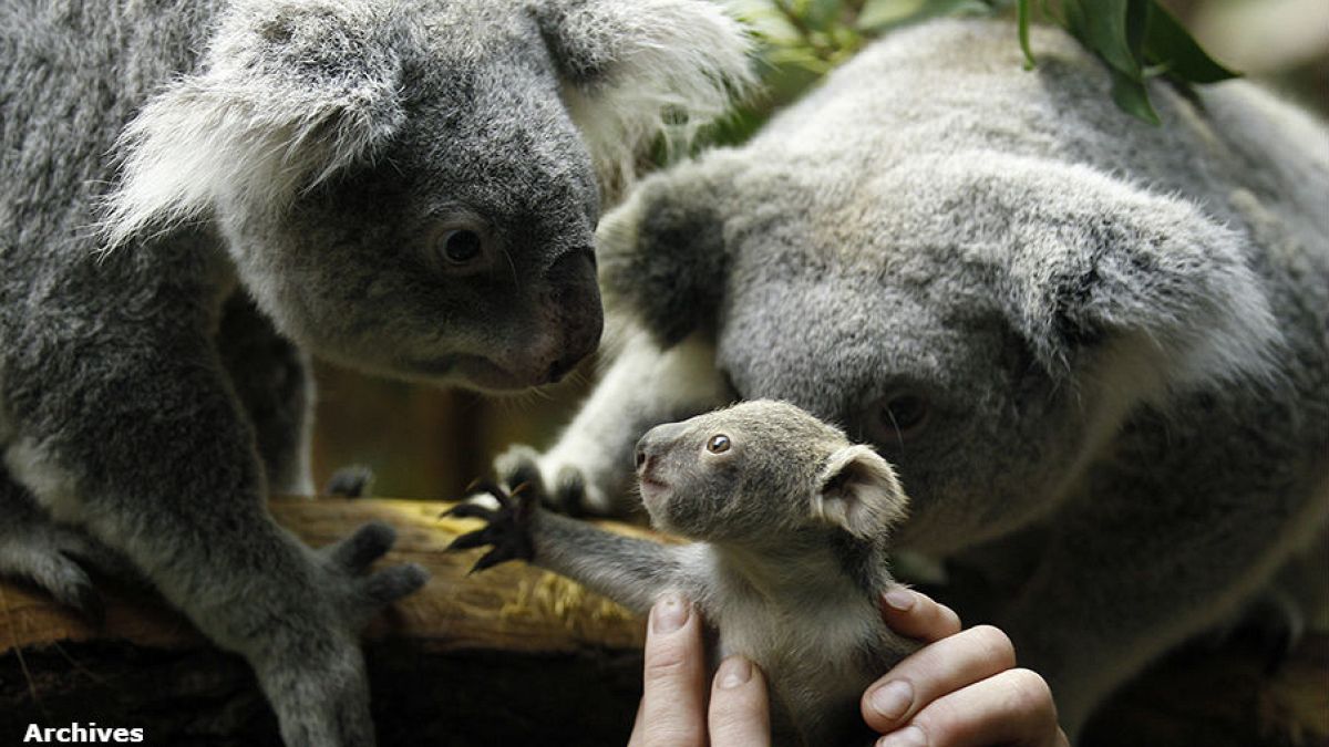 Le koala sauvé grâce à son génome ? 