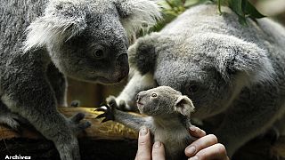 Le koala sauvé grâce à son génome?