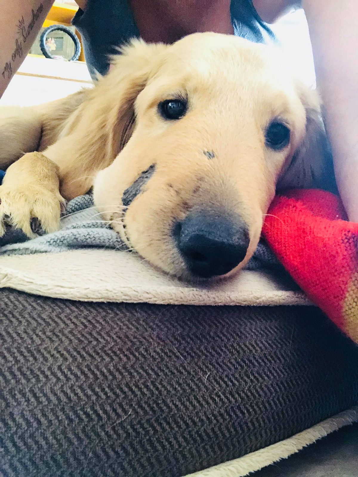 Hero pup saves owner from rattlesnake bite in Arizona Euronews