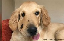 Hero pup saves owner from rattlesnake bite in Arizona