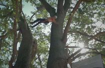 European Tree Climbing Championship takes place in Thoiry, France