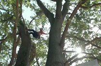 Auf die Bäume, fertig. los!