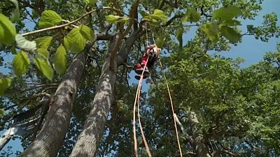 مسابقات اروپایی صعود از درخت در فرانسه