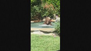 Watch: Margarita-loving bear relaxes in California hot tub