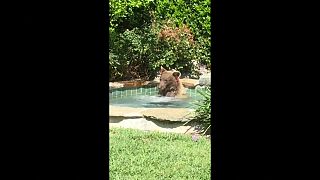 الدب وهو يلهو في حوض الجاكوزي