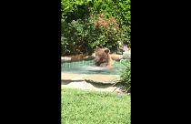 Bär badet und trinkt Margarita