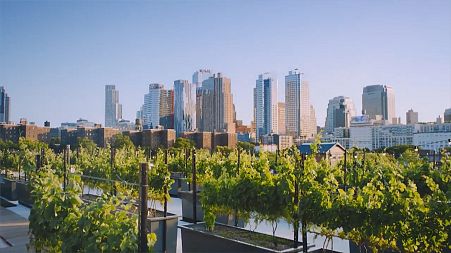 The world's first rooftop winery