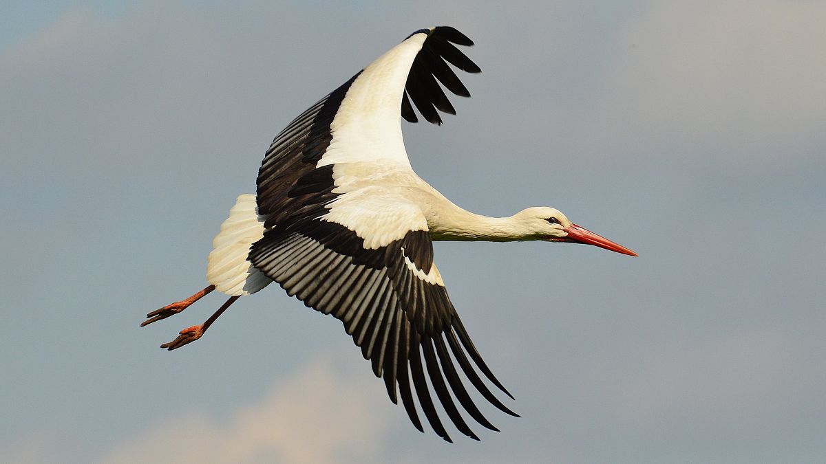 White storks are increasing in numbers in several EU states.