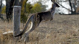 Avustralya'da kangurulara tel örgü işkencesi