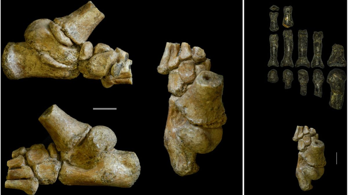 ‘Australopithecus afarensis’ türüne ait 3,3 milyon yıllık ayak kemiği 