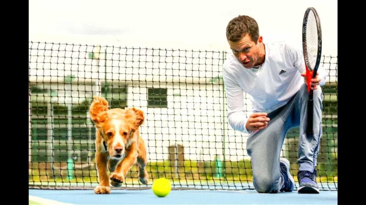 شاهد: تيم هينمان يدرب الكلاب على إحضار كرات التنس في بريطانيا 