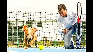 شاهد: تيم هينمان يدرب الكلاب على إحضار كرات التنس في بريطانيا