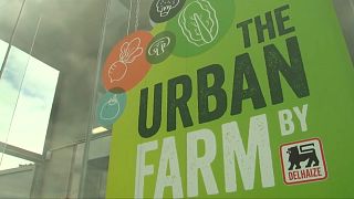 "Urban Farm": mangiare bio a Bruxelles