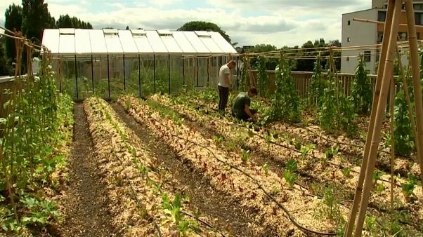 Belgio: un orto sul tetto del supermercato Belgio: un orto sul tetto del supermercato