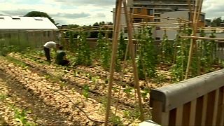 Belgian supermarket grows its greens on the roof