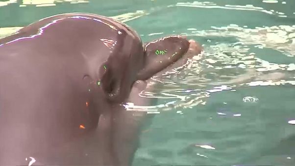 Oroszország elődöntős – a delfinek tudják! Oroszország elődöntős – a delfinek tudják!