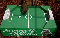 الببغاء "نيوتُن" يتنبأ بالفائز في موقعة الديوك والسيليستي