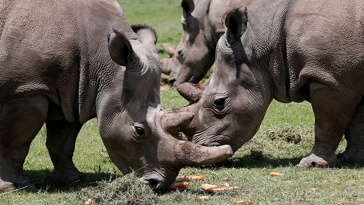 File photo of northern white rhinos in Kenya