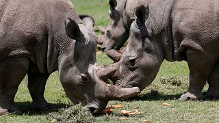 File photo of northern white rhinos in Kenya